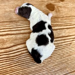 Goldendoodle and Poodle Puppies from SnickerDoodlePups