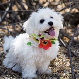 Cotons de Tulear from Poppy Pearl Cotons