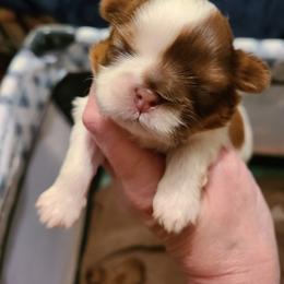 Shih Tzu Puppies from Tammy's Shihtzu Shack