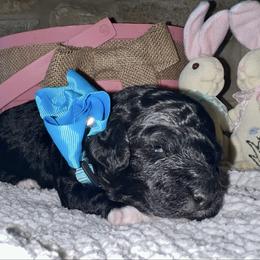 Rusty - Black and white male Aussiedoodle puppy in Midlothian, Texas from Gray Doodles