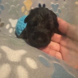 Boy 3 - Black and red male German Shepherd puppy in Rockfield, Kentucky from Cheveyo German Shepherds