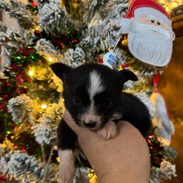 Lola - Black & white female Toy Australian Shepherd puppy in Angleton, Texas from 4LH Australian shepherds