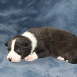 Ezran - Black male Border Collie puppy in Tiskilwa, Illinois from First Harmony Farms