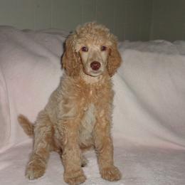 Poodles from Kemah Standard Poodles