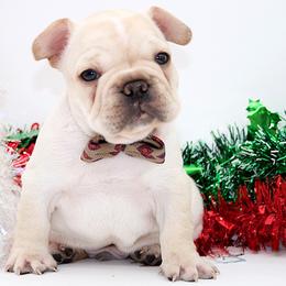 RIDGE - Cream male French Bulldog puppy in West Plains, Missouri from Must Be Frenchies & Crown Of Curls Bolonka