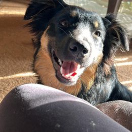 Ranger - Australian Shepherd