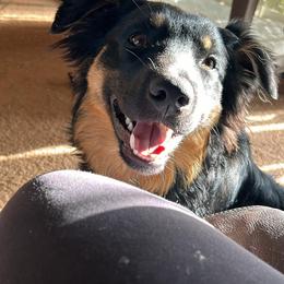 Ranger - Australian Shepherd