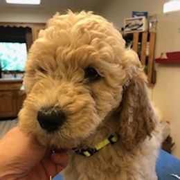 Goldendoodles from East Coast Doodles