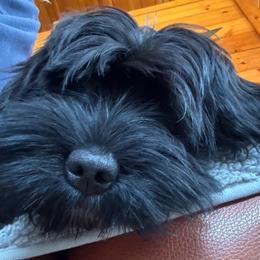 Bailey - Black and white female Tibetan Terrier puppy in Hastings, Michigan from Perrin Bouviers