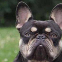 STUNNA - French Bulldog
