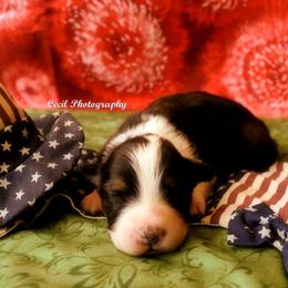 Australian Shepherd Puppies from Dovehawk Australian Shepherds