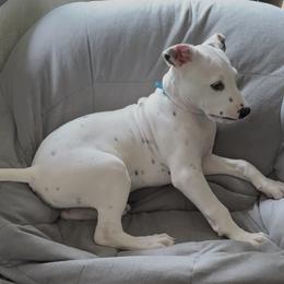 Bluey - White and black male Dalmatian puppy in Hastings, Florida from Love My Spotty Dalmatians