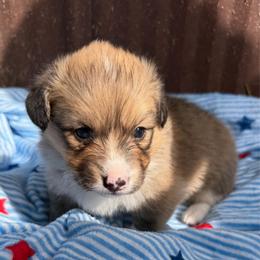Star - Red male Pembroke Welsh Corgi puppy in Bloomfield, Iowa from Beebe’s Corgis & Doxies