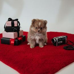 Trever - Lavender male Pomsky puppy in Bucyrus, Missouri from Hill Top Pomskies