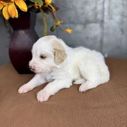 Rocksy - Red female Pyredoodle puppy in Bowling Green, Ohio from FDF Pyredoodles & Bernedoodles