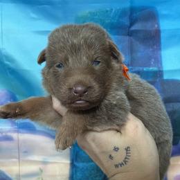 Mrs. Puff - Isabella female German Shepherd puppy in Magnolia, Texas from K & Q Shepherds