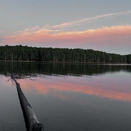 Boy 2 - Red  male Goldendoodle puppy in Graham, North Carolina from Geise Meadow Doodles