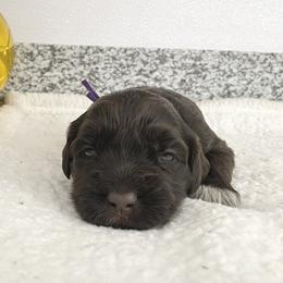 Miss Argentina (World Cup Litter) - Brown and white female Portuguese Water Dog puppy in Grants Pass, Oregon from Rogue River Portuguese Water Dogs