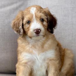 Hugo Boss - Blue merle male Aussiedoodle puppy in Decatur, Illinois from Signature Doodles
