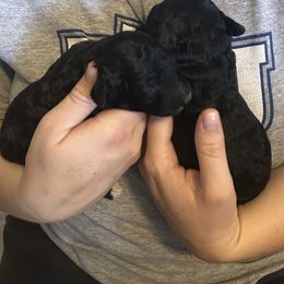 Barkley - Black male Goldendoodle puppy in Surprise, Arizona from Arizona West Valley Goldendoodles