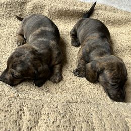 Dachshund and Poodle Puppies from Desjardin’s Poodles & Dachshunds