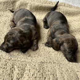 Dachshund and Poodle Puppies from Desjardin’s Poodles & Dachshunds