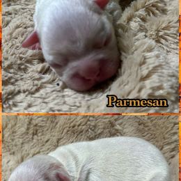 Parmesan - Seal and white male Boston Terrier puppy in Brazos Point, Texas from TX Southern Belle Bostons