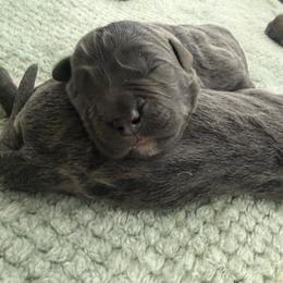 Grey female small white patch on chest - Gray female Cane Corso puppy in Cherry Valley, California from Liberty Corsos