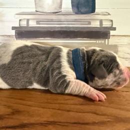 Austin - Blue male Great Dane puppy in Carencro, Louisiana from Halsey Danes
