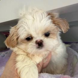 Molly - Cream and white female Shih Tzu puppy in Covington, Georgia from Top Hats 2  Shih Tzu’s