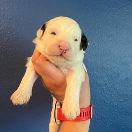 Princess Rosalina-White - White female Bernedoodle puppy in Casper, Wyoming from 307 Doodles