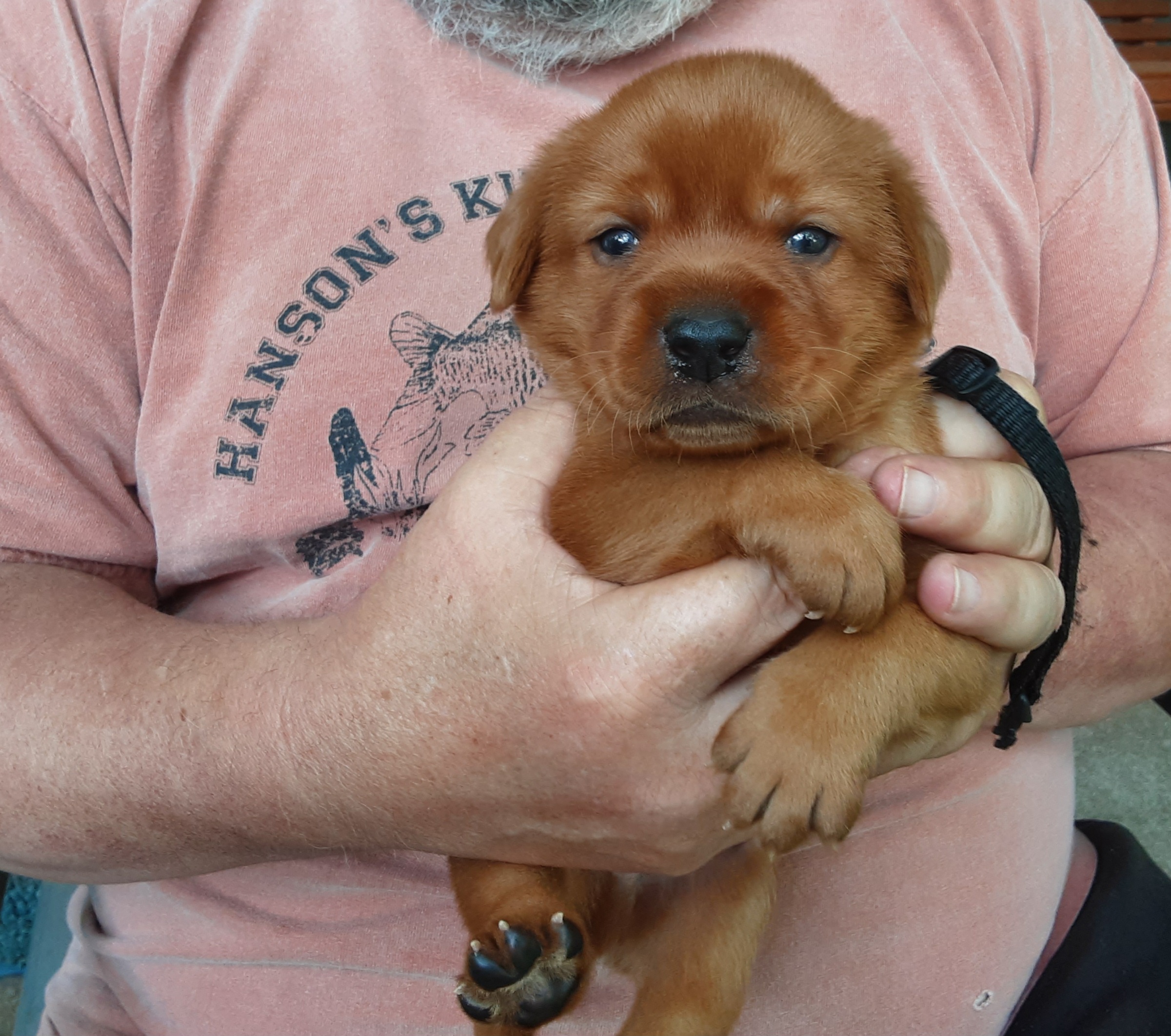 Boy 5 - Yellow Labrador Retriever puppy in West Salem, Wisconsin from Hidden River Retrievers