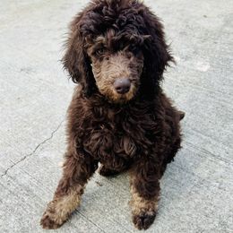 Aussiedoodles and Poodles from Sassy Poodle’s & Doodle’s