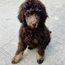 Aussiedoodles and Poodles from Sassy Poodle’s & Doodle’s