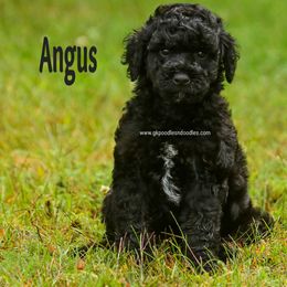 Angus - Black male Labradoodle puppy in Saint Cloud, Minnesota from Grace Kennel