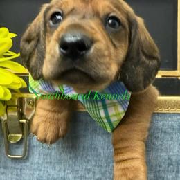Hank (green) - Red male Dachshund puppy in Leoma, Tennessee from Southbound Kennel