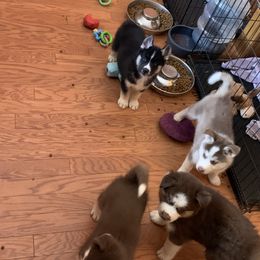 Siberian Husky Puppies from Myths and Legends Siberian Huskies