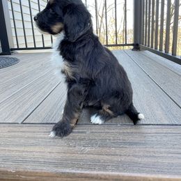 Luna - Tri-color female Bernedoodle puppy in Holtwood, Pennsylvania from Country Ridge Puppies