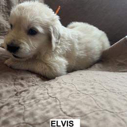 Boy 1 - male Golden Retriever puppy in Berea, Kentucky from Lucky Golden Ranch