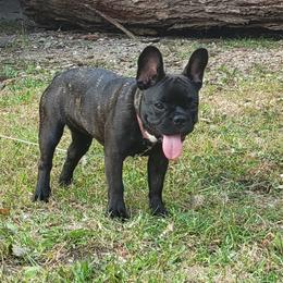 French Bulldog Puppies from Vivante French Bulldogs