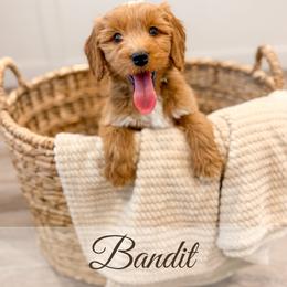 Bandit - Red  male Goldendoodle puppy in Melba, Idaho from KZ Doodles