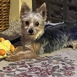 Ringo - Yorkshire Terrier