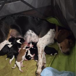 Milo - White black and tan male Beagle puppy in East Providence, Rhode Island from Amanda's Beagles