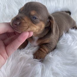 Dachshund Puppies from Dachshund Meadows