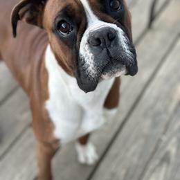 Shelby - Boxer