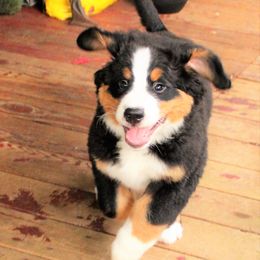 Bernese Mountain Dog Puppies from Baby Bear Bernese Kennel