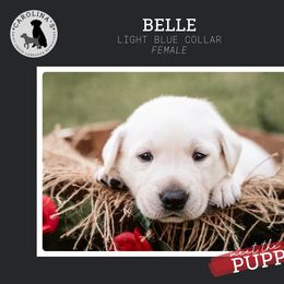 Girl 1 - Yellow Labrador Retriever puppy in Clayton, North Carolina from Carolina’s Swift Creek Labrador Retrievers