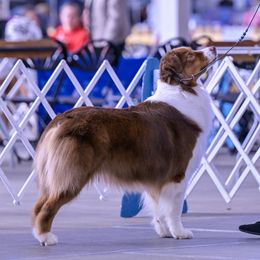 Australian Shepherd puppies from Lilyoaks Australian Shepherds
