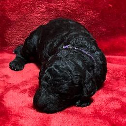 Purple Collar - Black female Poodle puppy in North Newton, Kansas from Cuddlebugs Standard Poodles