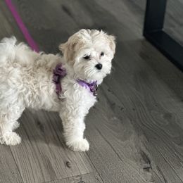 Cheesecake reserved for gidget - White female Maltipoo puppy in Fredericktown, Missouri from Doodle Pups Fur-Ever